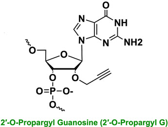 Bio-Synthesis Inc. Oligo Structure
